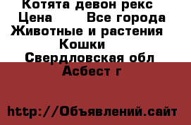 Котята девон рекс › Цена ­ 1 - Все города Животные и растения » Кошки   . Свердловская обл.,Асбест г.